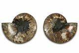 Cut & Polished, Agatized Ammonite Fossil - Madagascar #318109-1